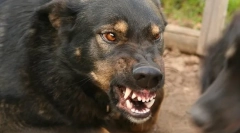 Hogyan tanulhatjuk meg a kutyát?